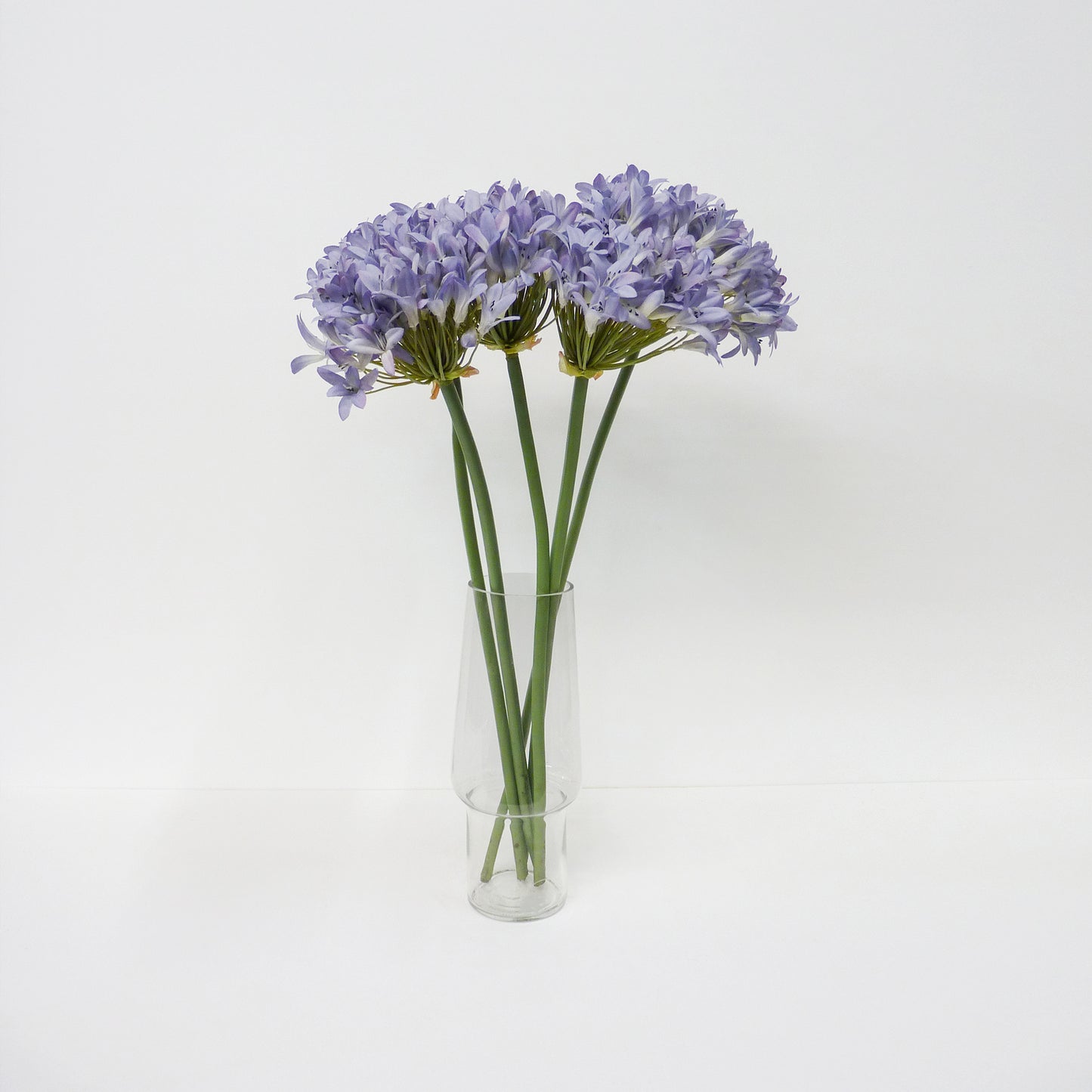 Agapanthus Short Stems