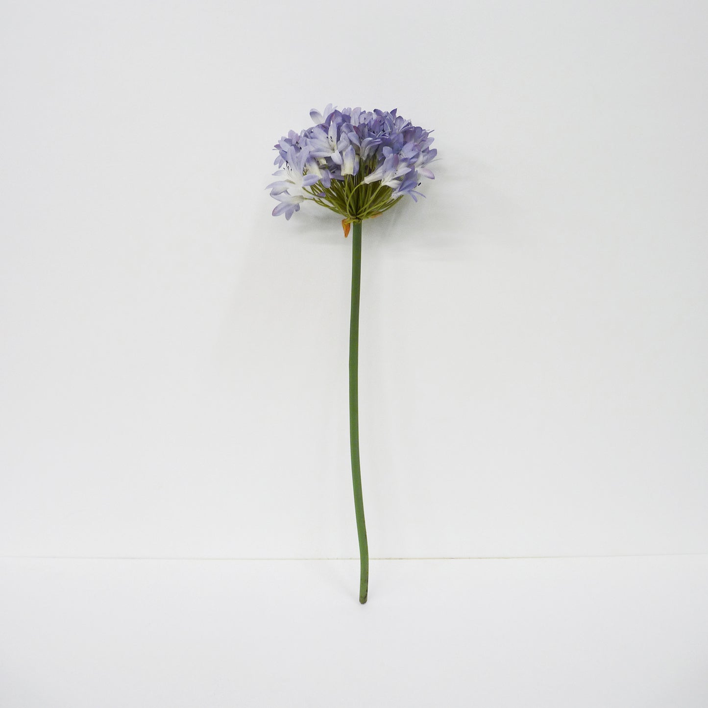 Agapanthus Short Stems