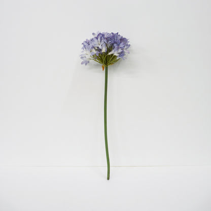Agapanthus Short Stems