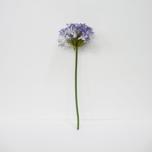 Agapanthus Short Stems