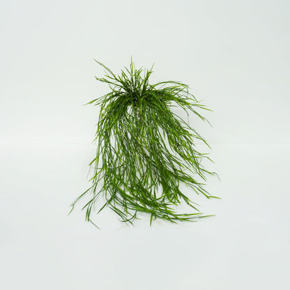 Water Grass Bunch