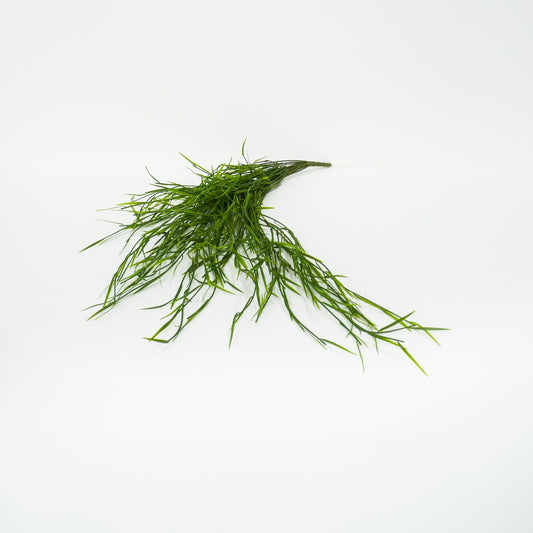 Water Grass Bunch