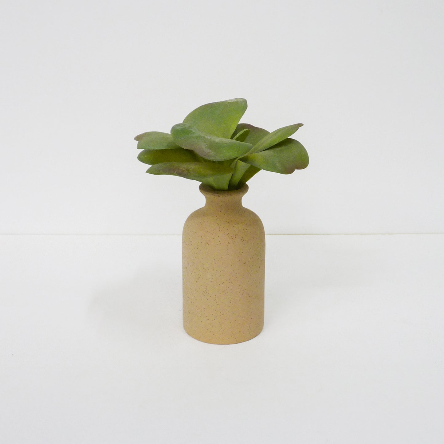 Succulent Stems