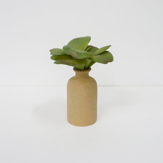 Succulent Stems