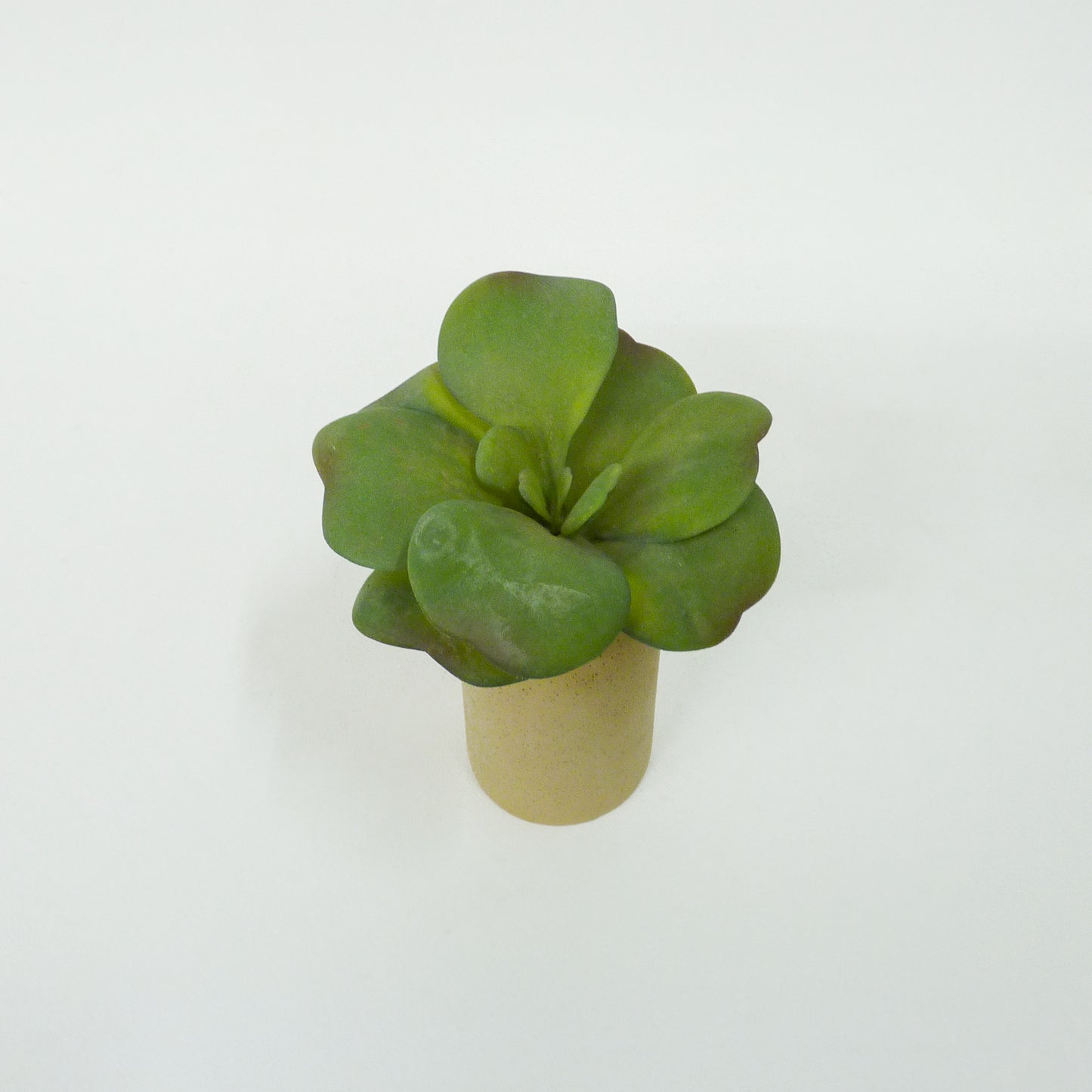 Succulent Stems