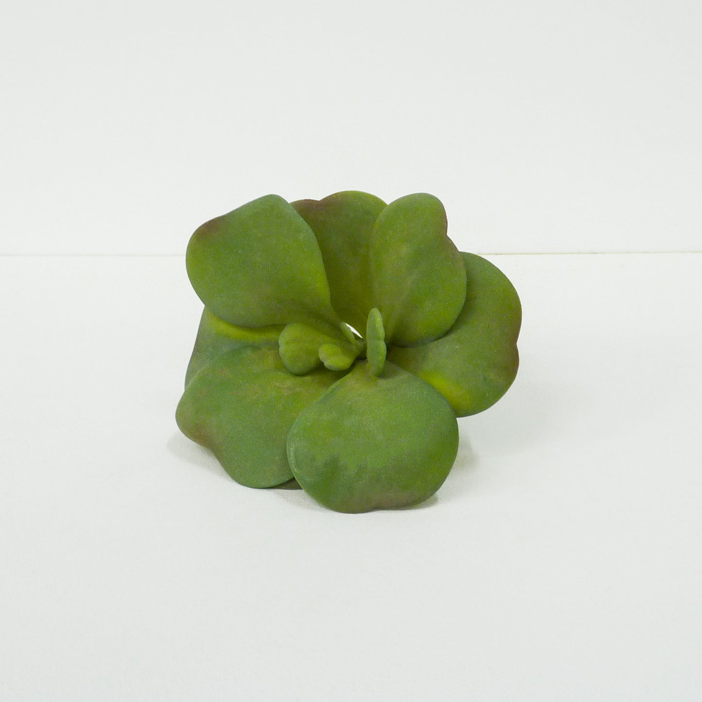 Succulent Stems