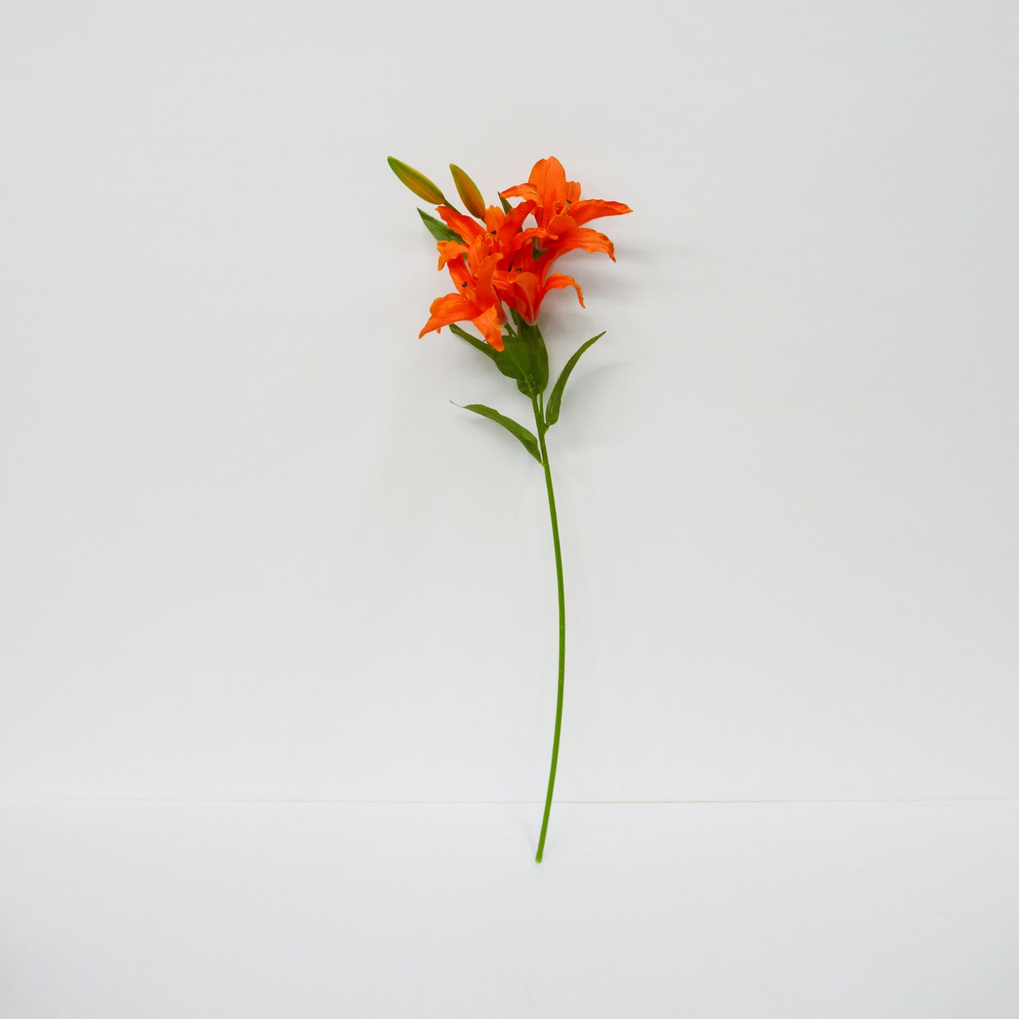 Orange Lily