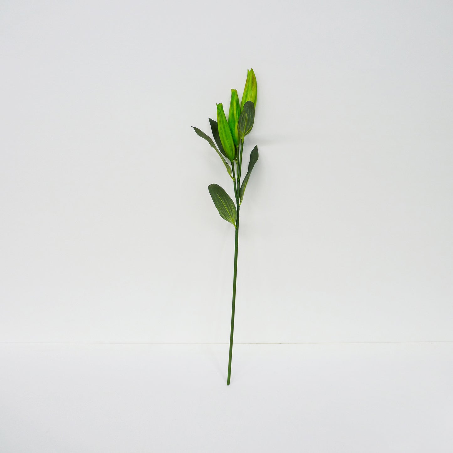 Closed Lily Stems
