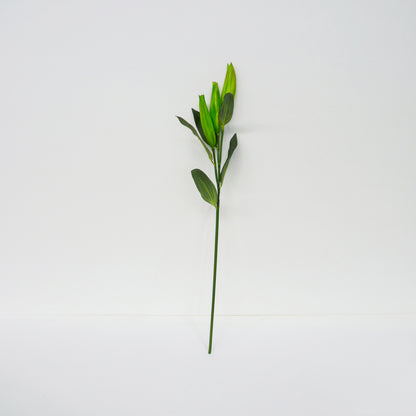 Closed Lily Stems
