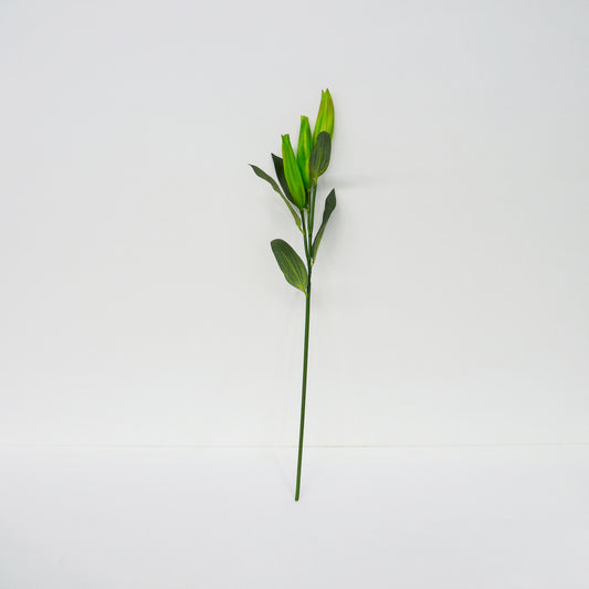 Closed Lily Stems
