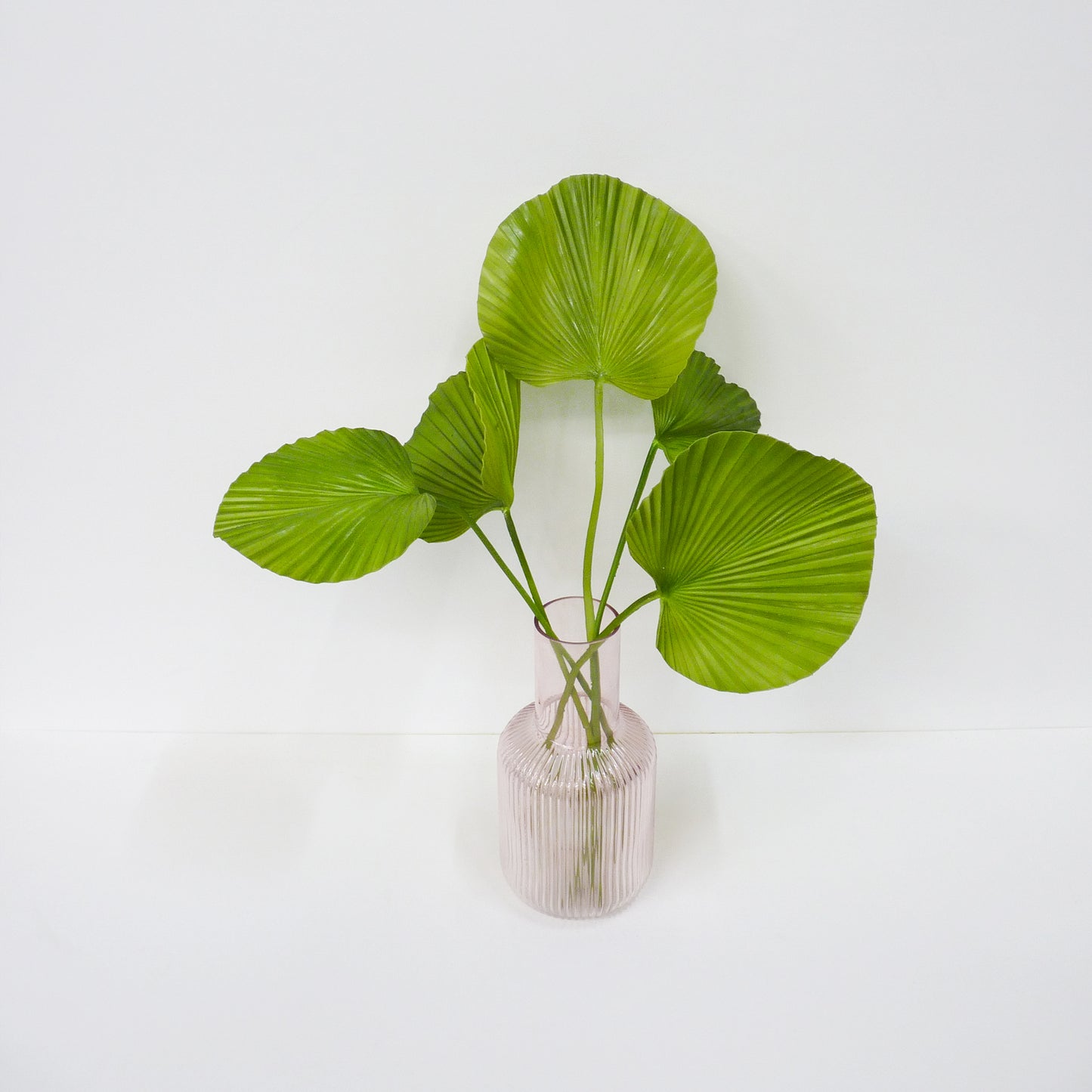 Fan Palm Leaf