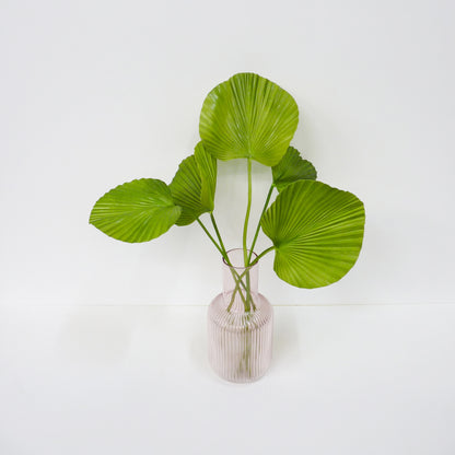 Fan Palm Leaf