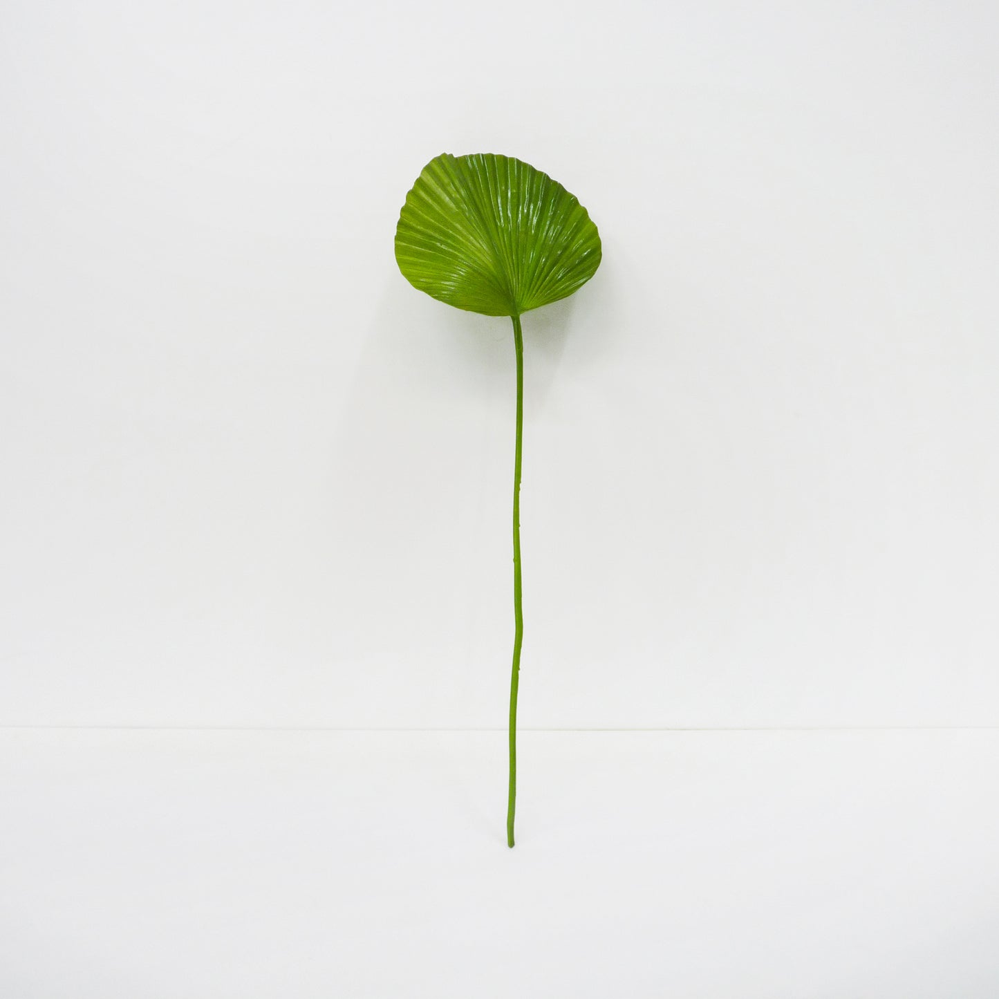 Fan Palm Leaf