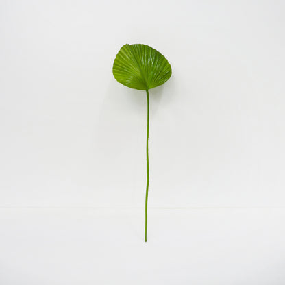 Fan Palm Leaf