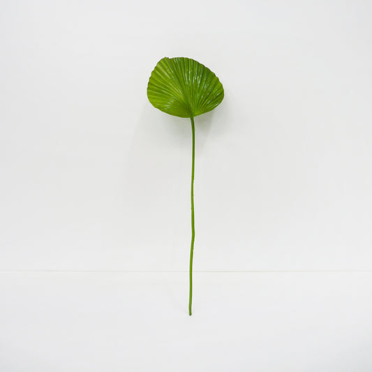 Fan Palm Leaf