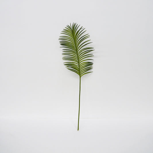 Cycas Palm Leaf