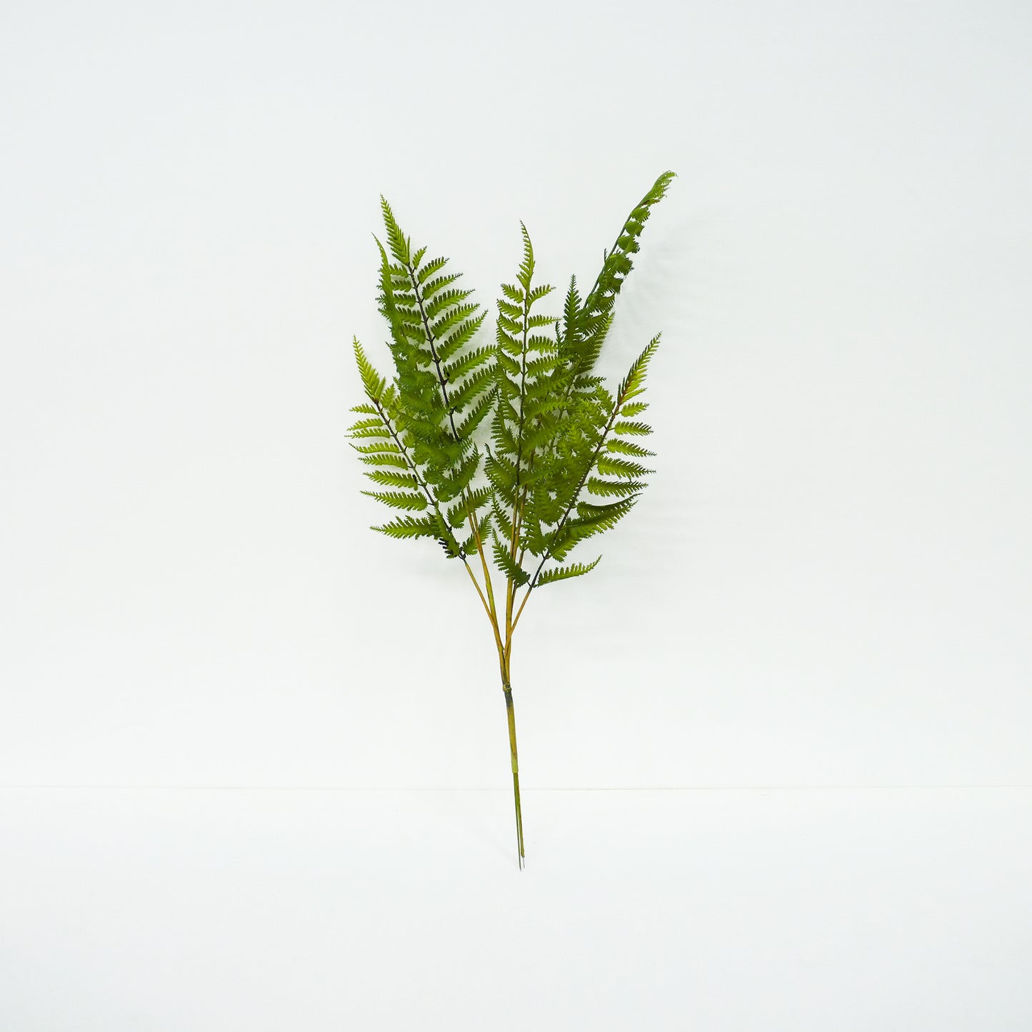 Fern Leaf