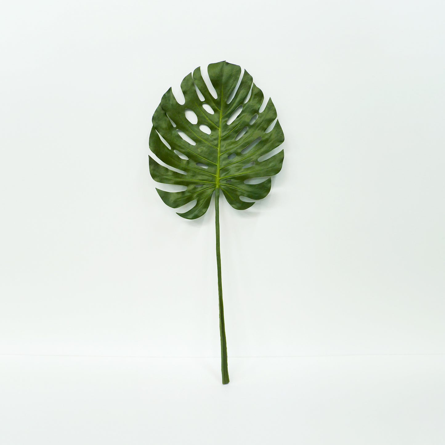 Large Monstera Leaves