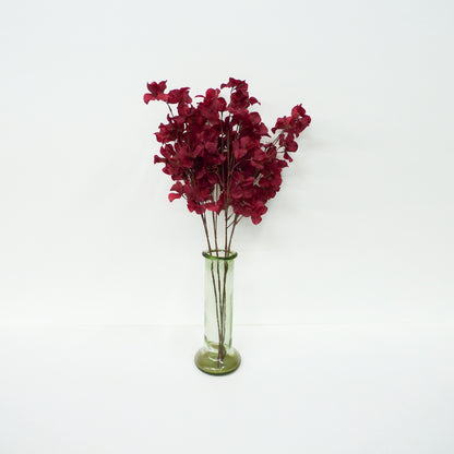 Maroon Bougainvillea