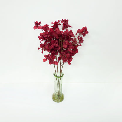 Maroon Bougainvillea