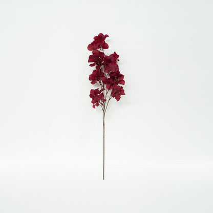 Maroon Bougainvillea