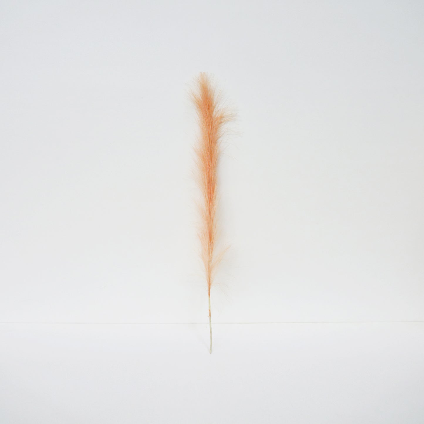 Foxtail Barley