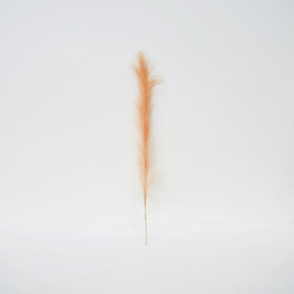 Foxtail Barley