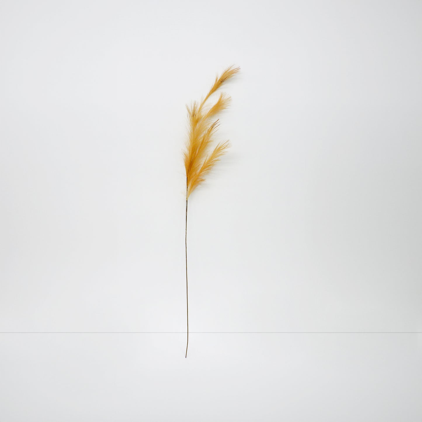 XL Foxtail Barley