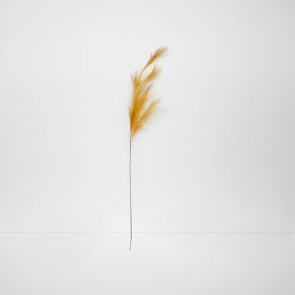 XL Foxtail Barley