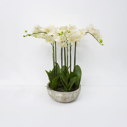 Orchid Bowl