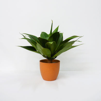 Agave Bowl