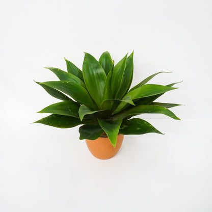 Agave Bowl