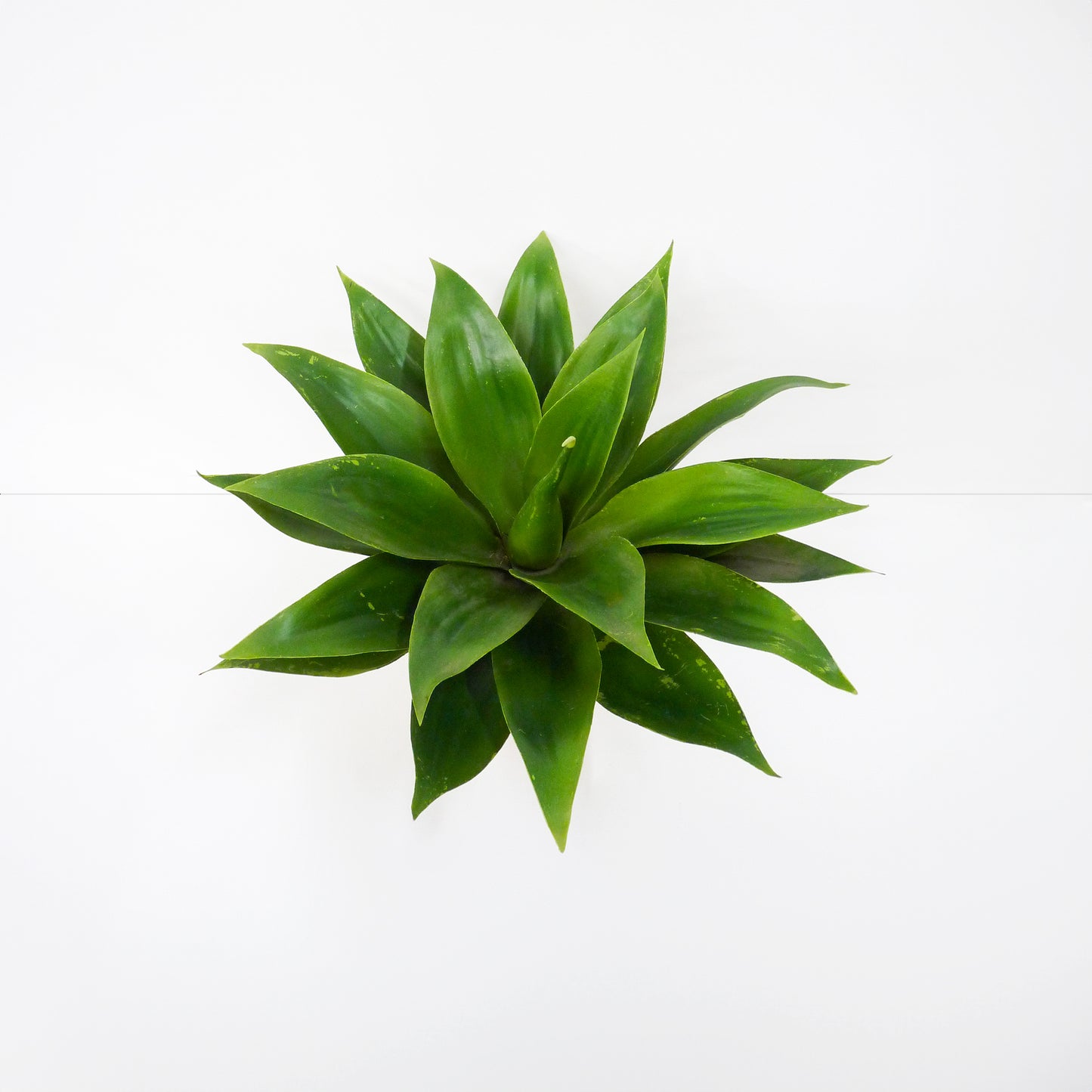 Agave Bowl