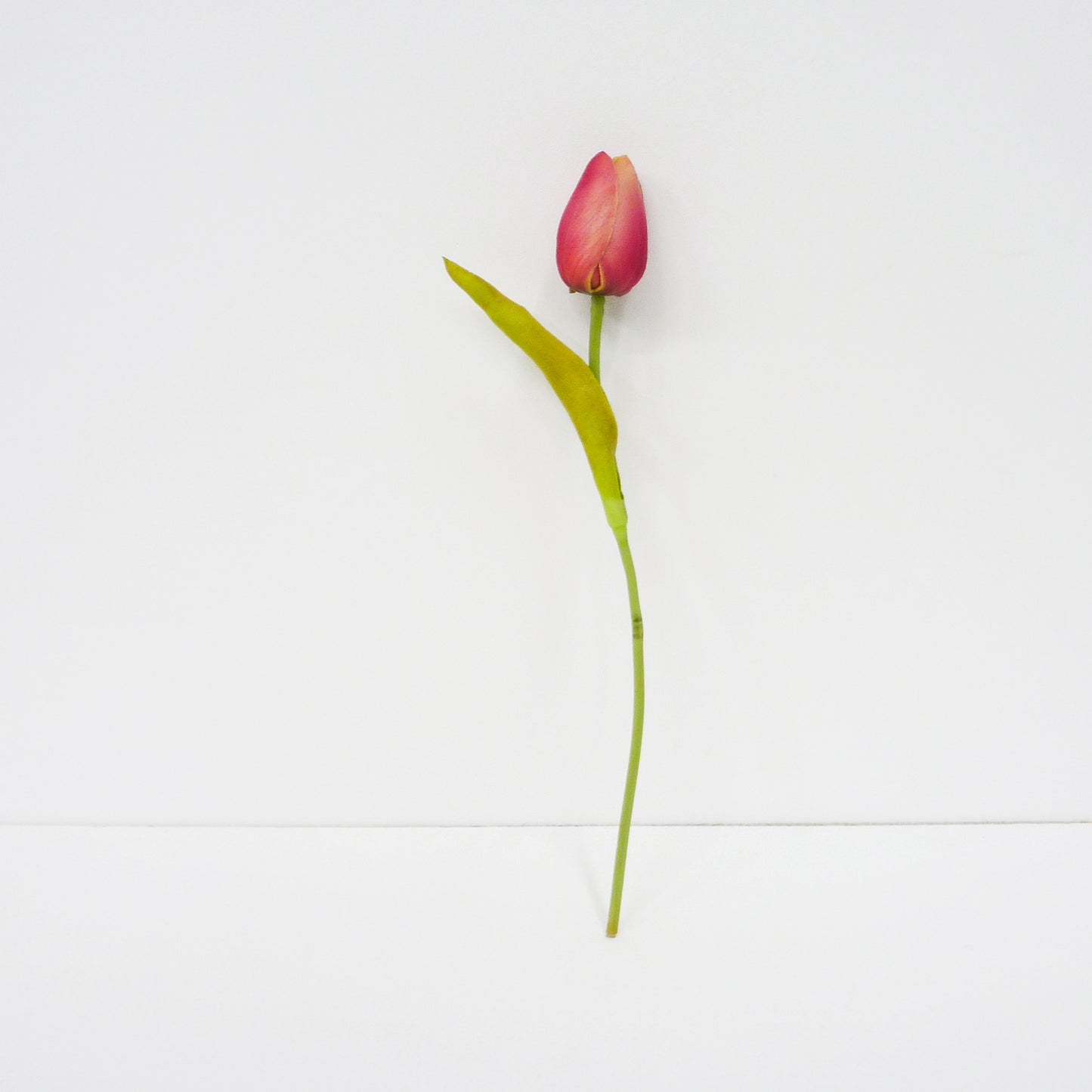 Pink Tulip Buds
