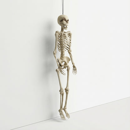 Prop Anatomical Skeleton