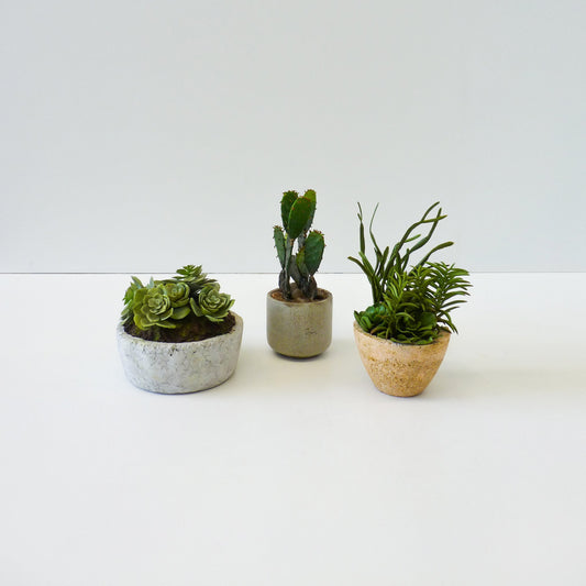 Artificial Succulent Plant Set